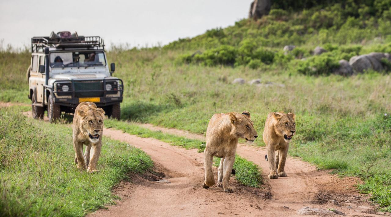 10 Days Kenya Safari | Kenya Wildlife Safaris | Focus East Africa Tours