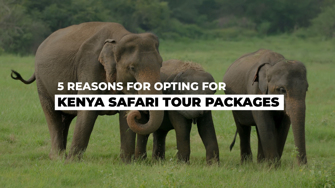 5 reasons for opting for Kenya safari tour packages