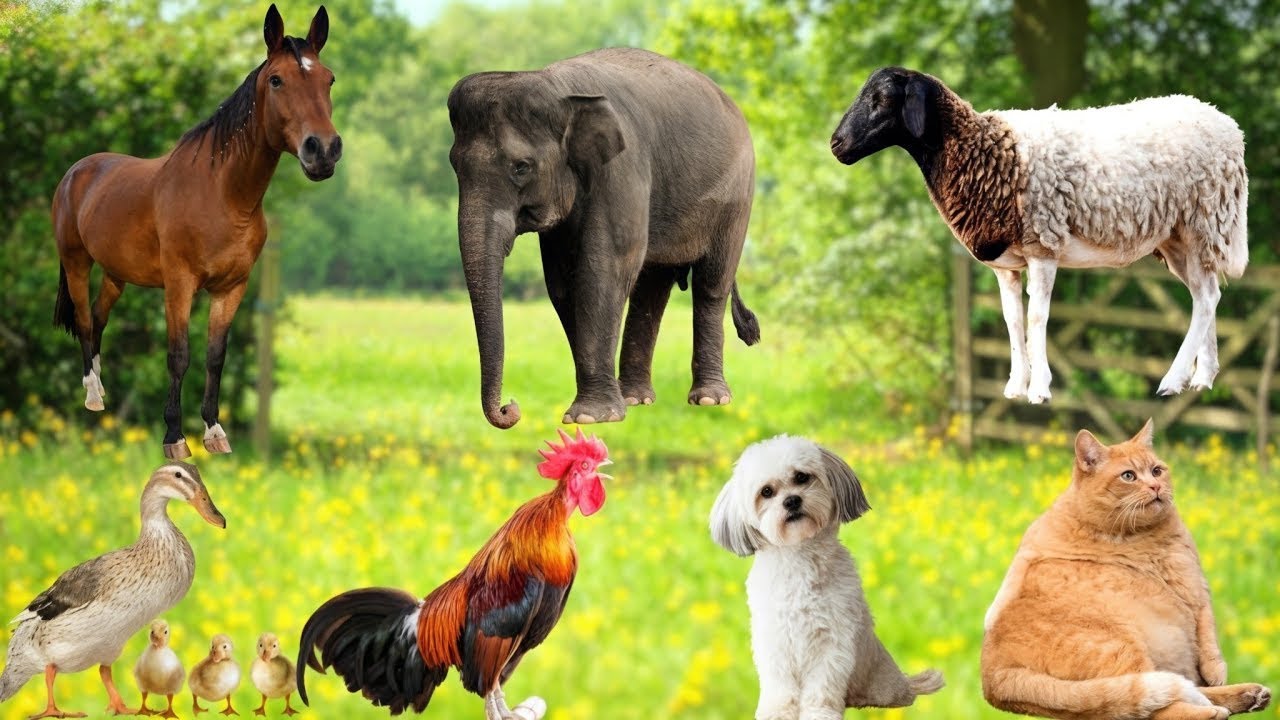 Learn Life Animals|Tiger,Cow,Sheep,Dog,Cat,Fish,Pig, Horse, Birds-Cute ... PREMIUM BEAUTY PRODUCTS FOR DAILY USE