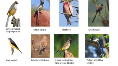 Luxury Hotels in Dubai with Private Helipad and Yacht